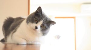 猫が見ている