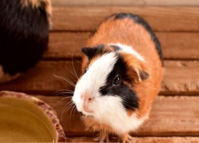 guinea pig