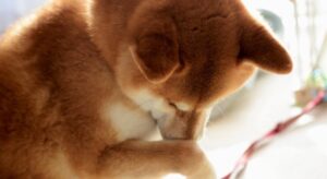 くしゃみアイキャッチ用