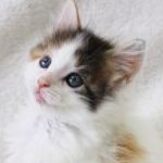 プロフィール写真